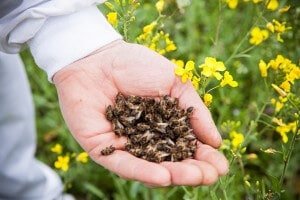 Даже мертвые пчелы приносят пользу
