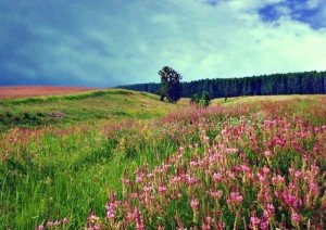 Эспарцет - природная аптека