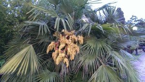 Пыльца омолаживает организм