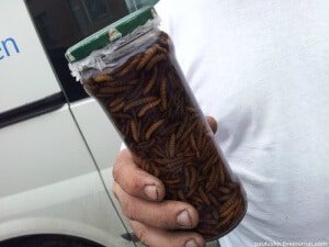Как приготовить настойку восковой моли