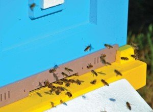 Лысонь удобен и для пчел, и для пчеловода
