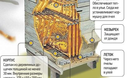 Инфографика - как устроен улей