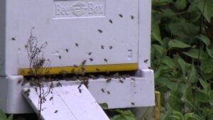 Финский улей bee box на пасеке