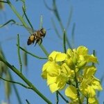 Сколько меда можно собрать с одного улья