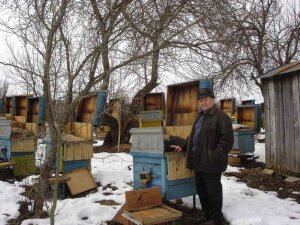 Метод Цебро в пчеловодстве