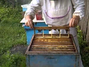 Сбор прополиса