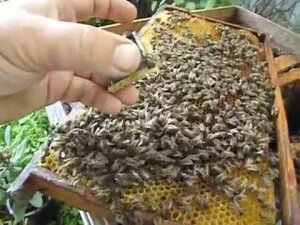 Уход за пчелосемьями в июле