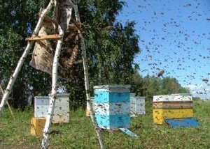Встревоженные семьи пчел
