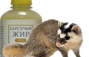 Барсучий жир