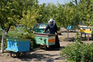 Размещение пасеки на участке